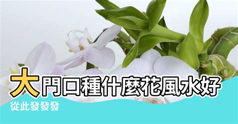 門口種雞蛋花風水